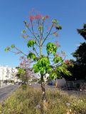 Brachychiton acerifolius. Цветущее молодое дерево. Израиль, г. Бат-Ям, в озеленении. 14.06.2017.