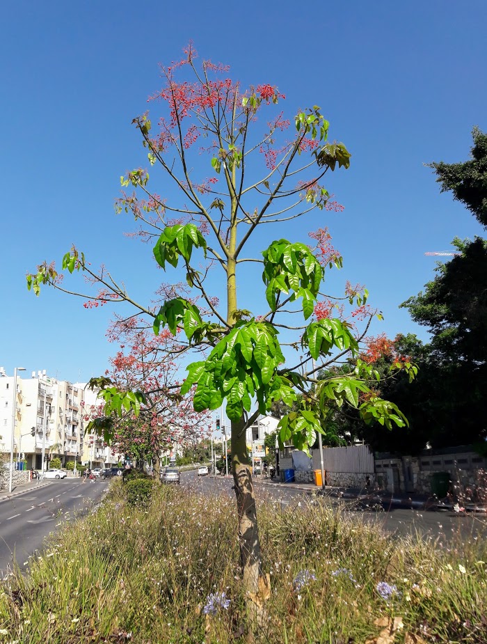 Изображение особи Brachychiton acerifolius.