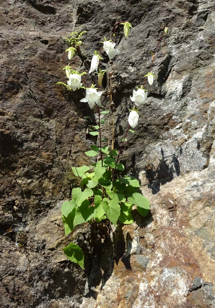 Image of Campanula leskovii specimen.