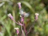 Erigeron acris. Верхушка плодоносящего растения. Ленинградская обл., Гатчинский р-н, окр. пос. Пудость, разнотравный луг на месте заброшенного травертинового карьера. 12.08.2018.