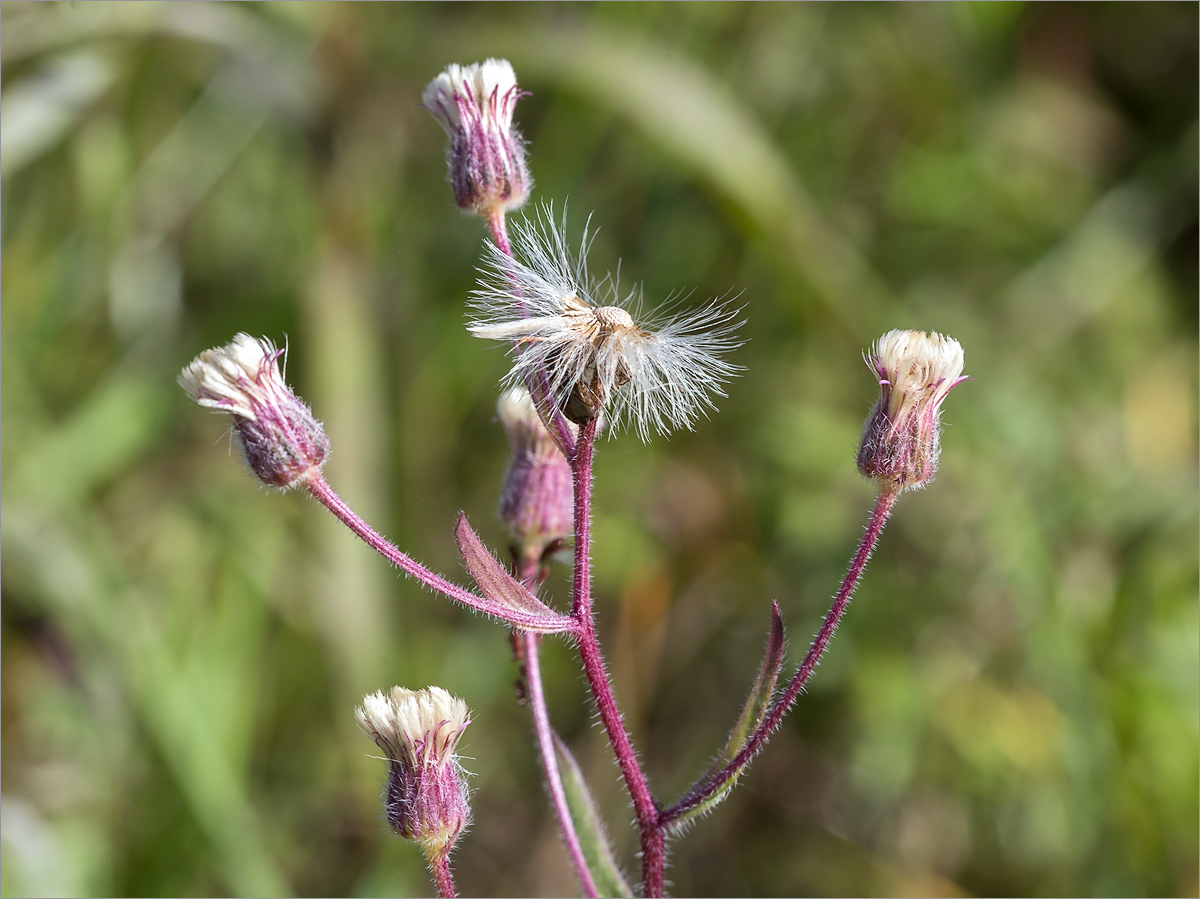 Image of Erigeron acris specimen.