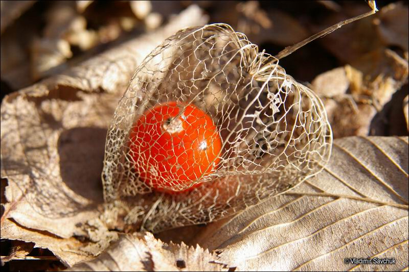 Изображение особи Alkekengi officinarum.