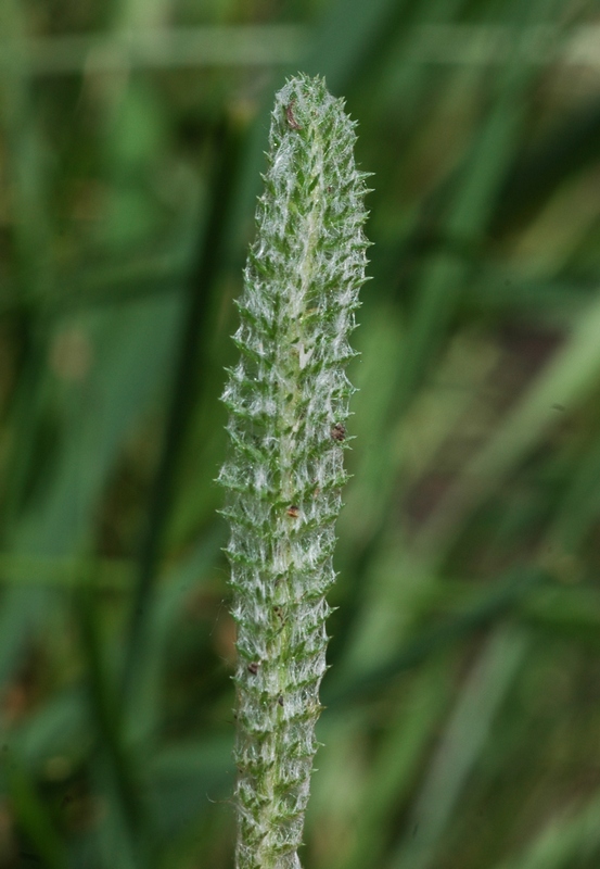 Изображение особи Achillea tomentosa.