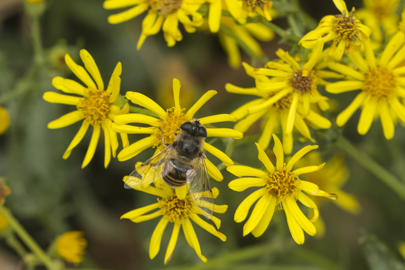 Изображение особи Senecio erucifolius.