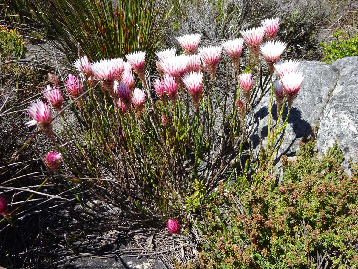 Image of Edmondia sesamoides specimen.