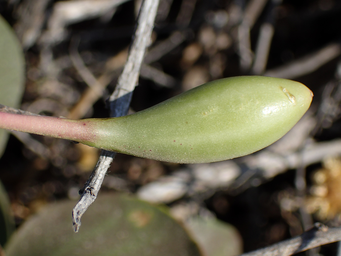 Image of Capparis orientalis specimen.