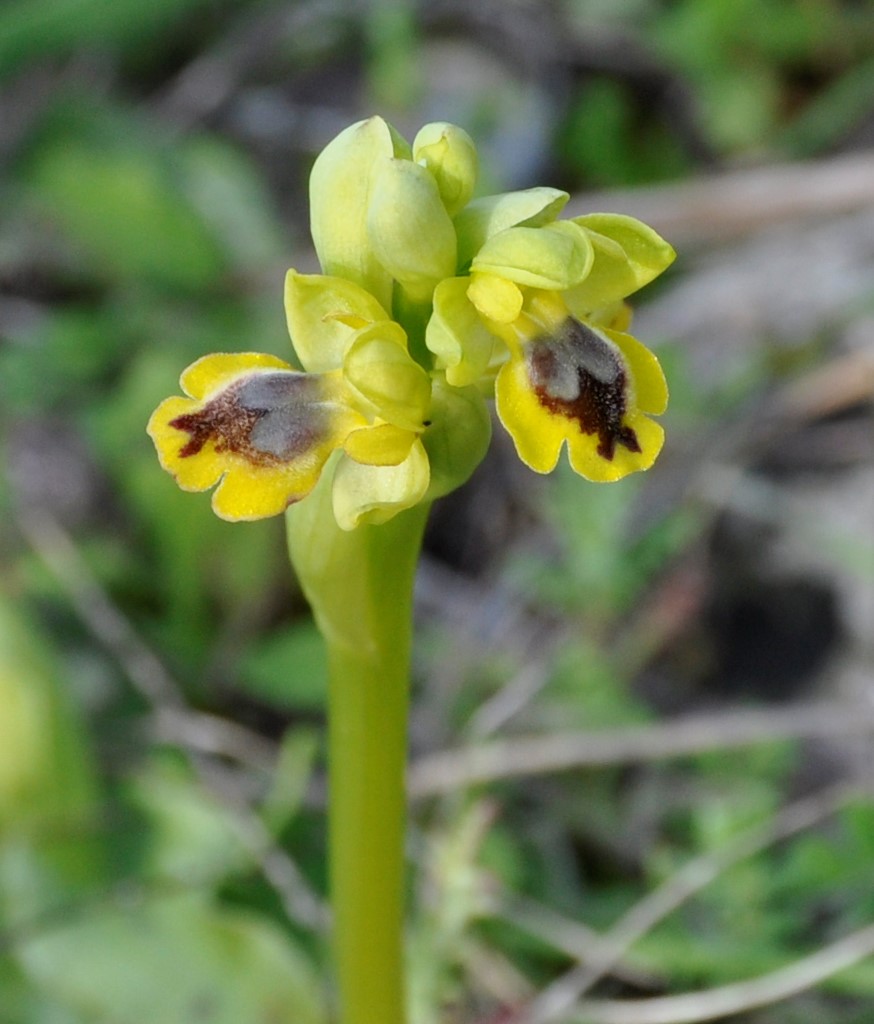 Изображение особи Ophrys lutea.