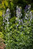 Aconitum &times; stoerkianum