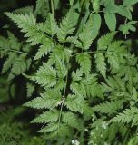 Anthriscus sylvestris