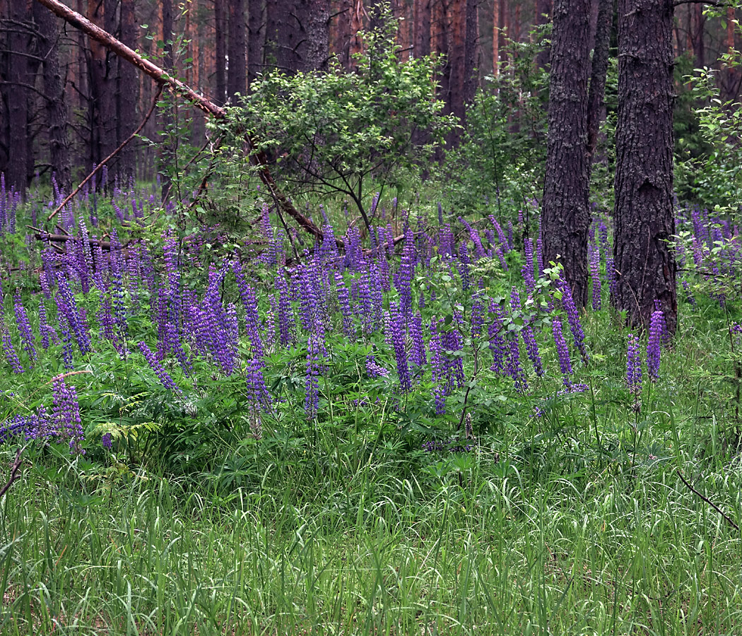 Изображение особи Lupinus polyphyllus.