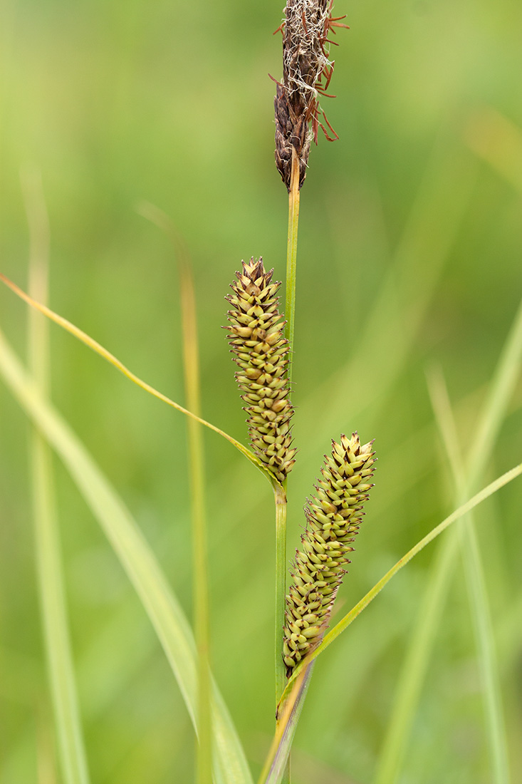 Изображение особи Carex acutiformis.