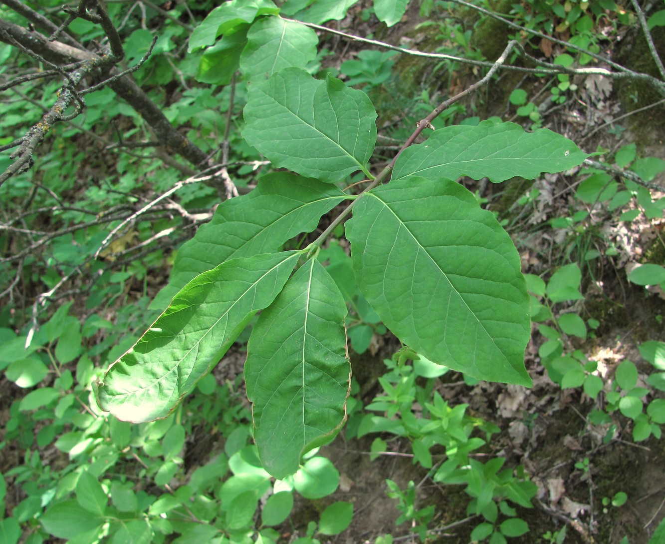 Изображение особи Euonymus europaeus.