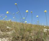 Cephalaria uralensis. Цветущие растения. Крым, Тарханкутский п-ов, балка Калоша, степь. 25 августа 2019 г.