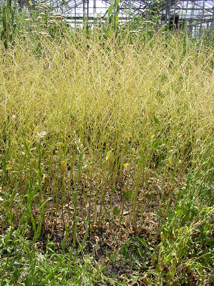 Изображение особи Crambe abyssinica.