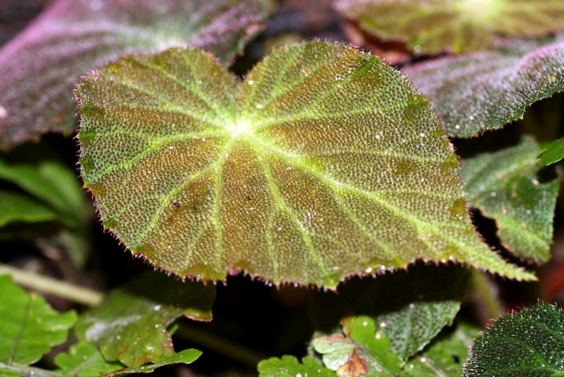 Image of Begonia decora specimen.