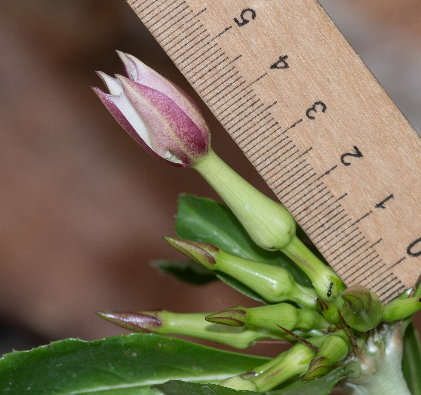 Image of Pachypodium saundersii specimen.