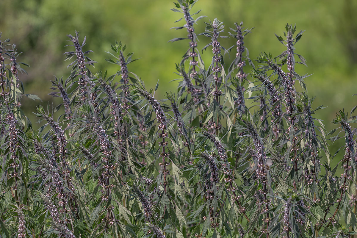 Изображение особи Leonurus quinquelobatus.