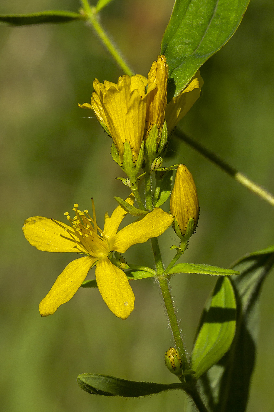 Изображение особи Hypericum hirsutum.