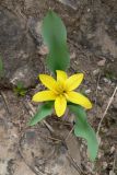 Tulipa hissarica. Цветущее растение. Таджикистан, Гиссарский хр., бас. р. Варзоб, ущелье р. Кондара. 21 апреля 2011 г.