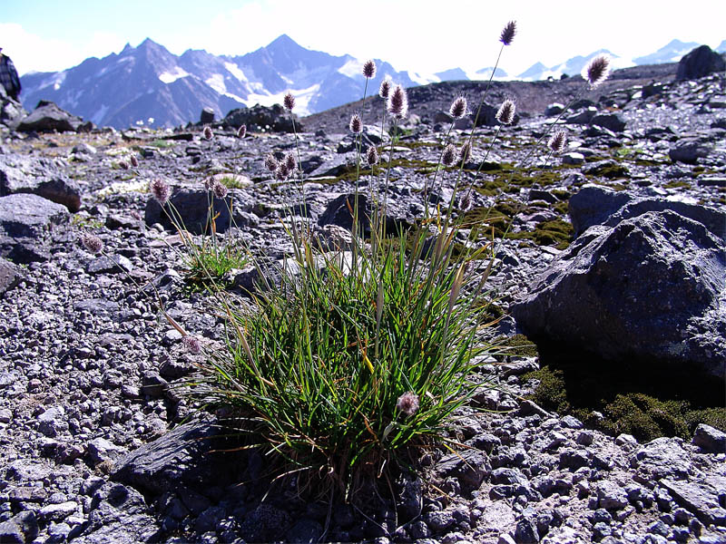 Image of Alopecurus dasyanthus specimen.