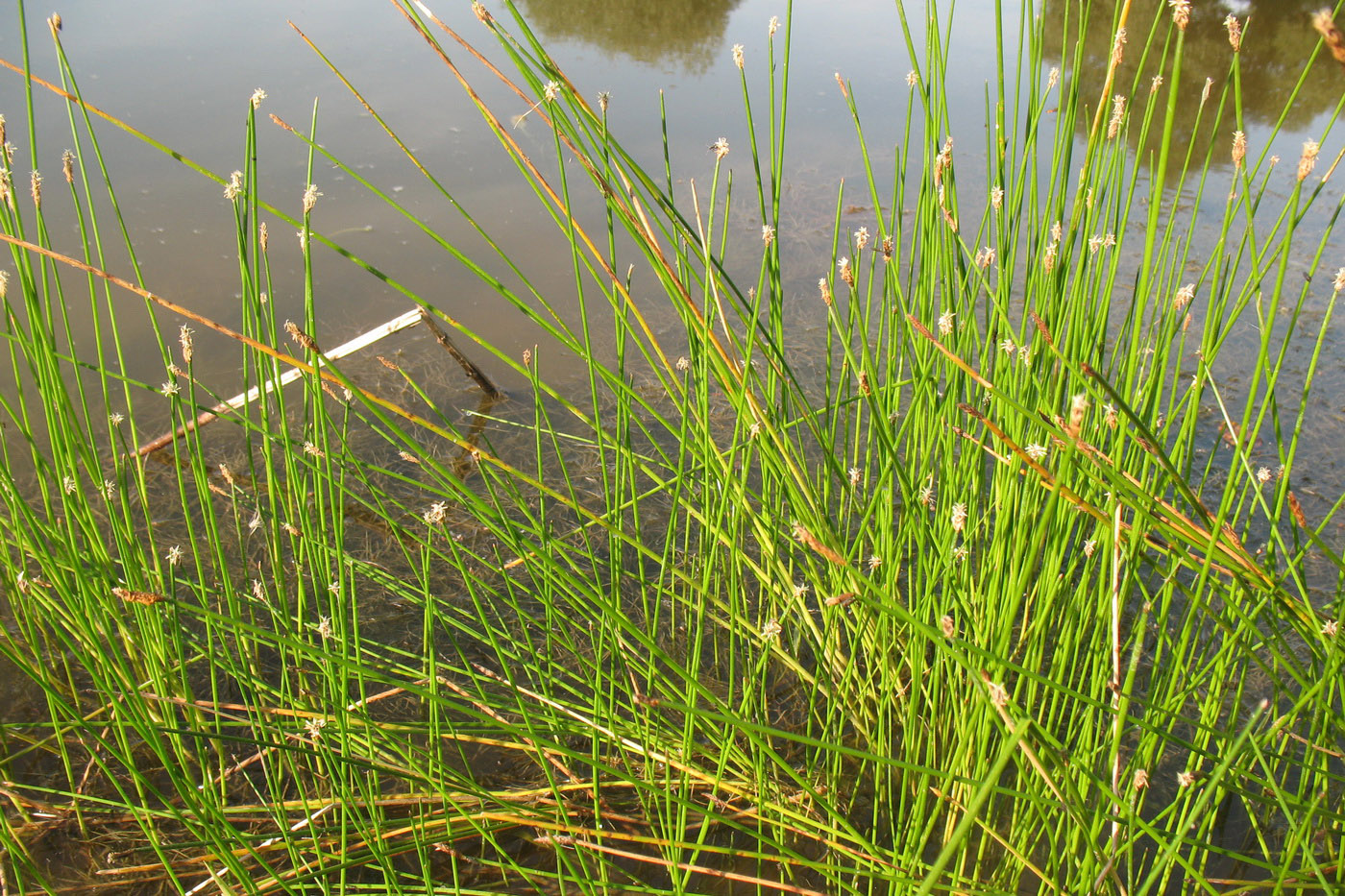 Image of Eleocharis palustris specimen.