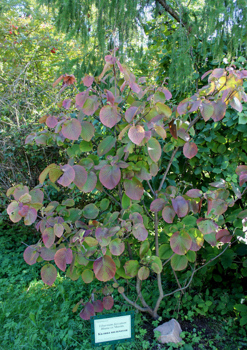 Изображение особи Viburnum furcatum.