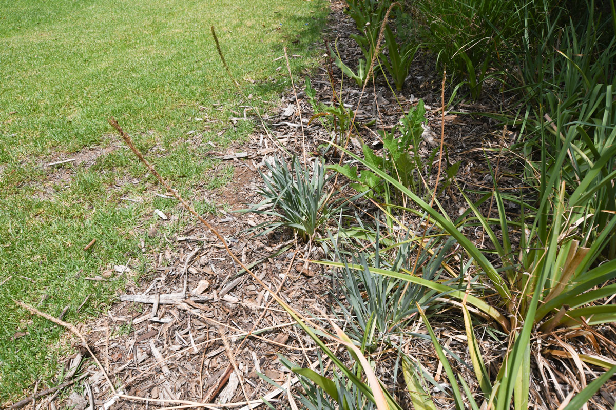 Image of Bulbine narcissifolia specimen.