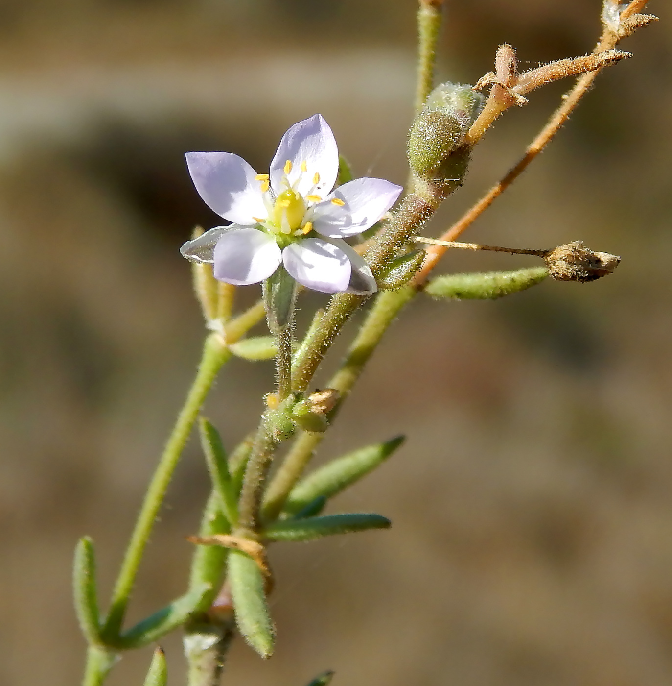 Image of Spergularia media specimen.