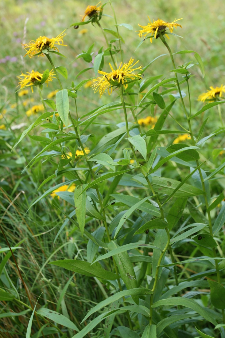 Image of Inula salicina specimen.