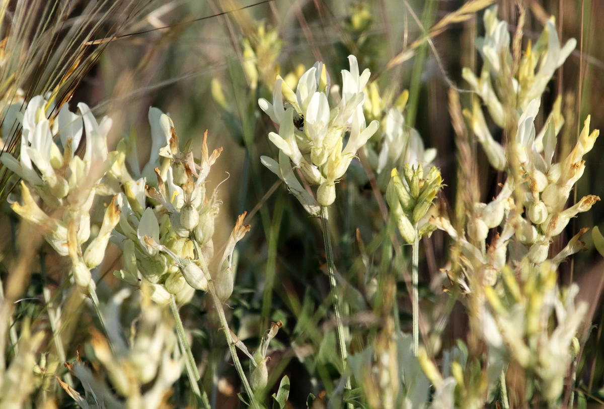 Изображение особи Astragalus albicaulis.