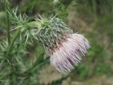 Cirsium echinus