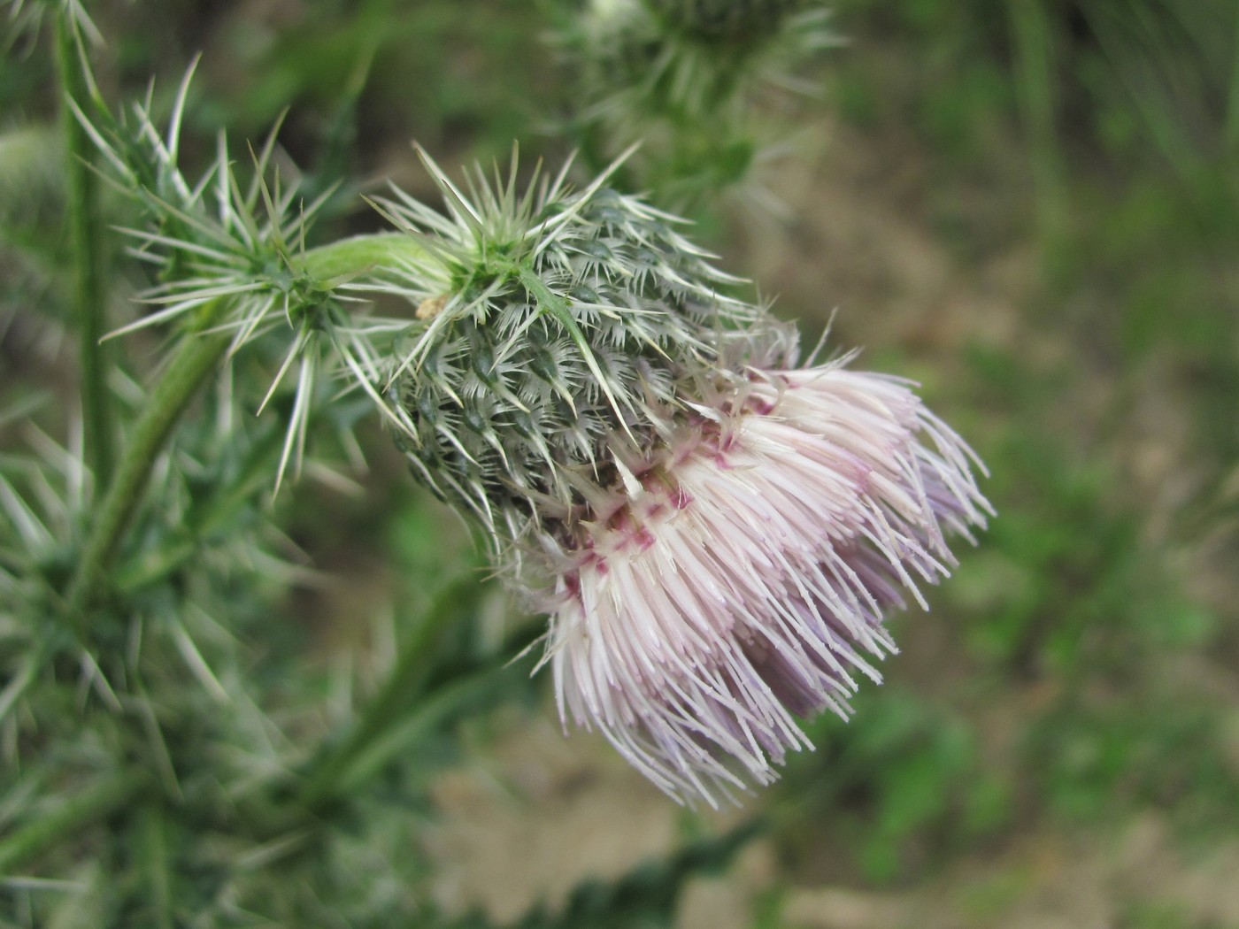 Image of Cirsium echinus specimen.