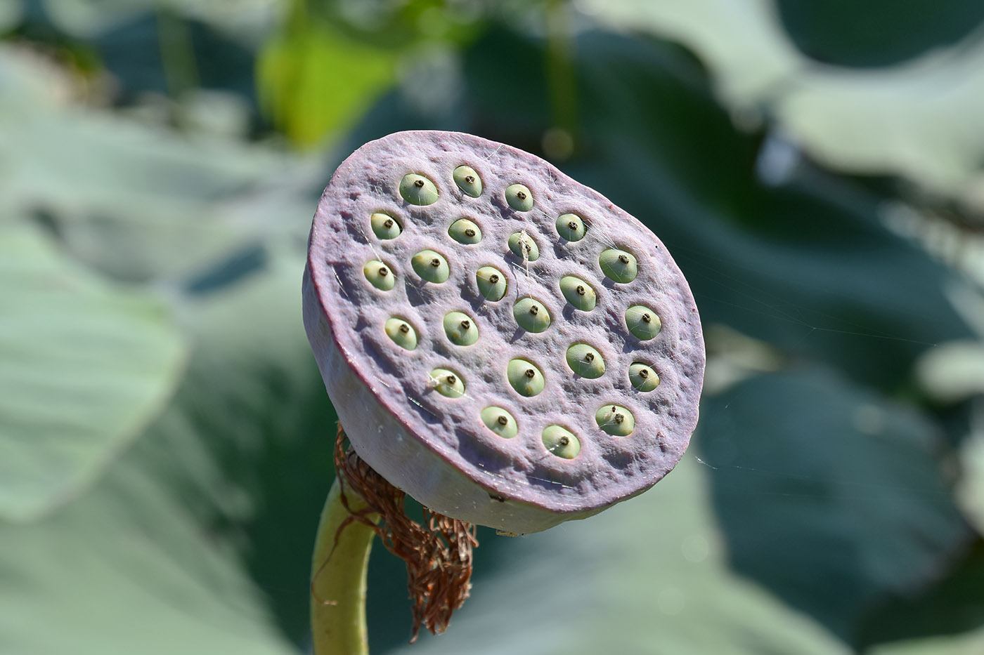 Image of Nelumbo caspica specimen.