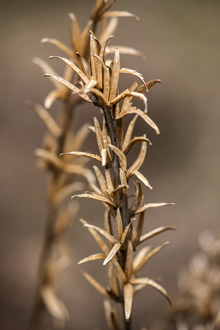 Image of genus Oenothera specimen.