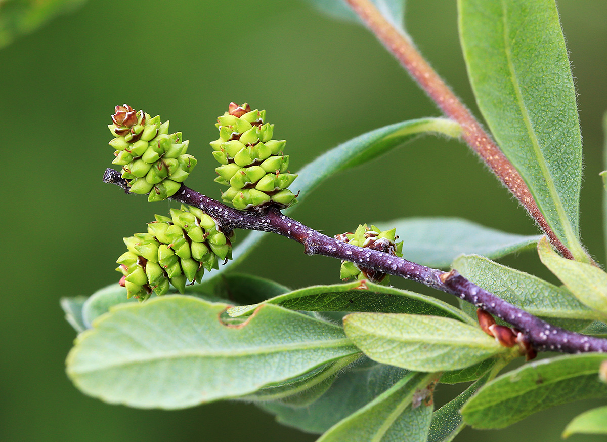 Изображение особи Myrica tomentosa.