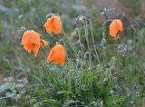 Papaver oreophilum. Цветущее растение в каплях дождя. Республика Северная Осетия-Алания, Алагирский р-н, Большой Кавказ, Скалистый хребет, северный склон в р-не Ходского перевала, ≈ 2280 м н.у.м., субальпийский луг. 30.06.2021.