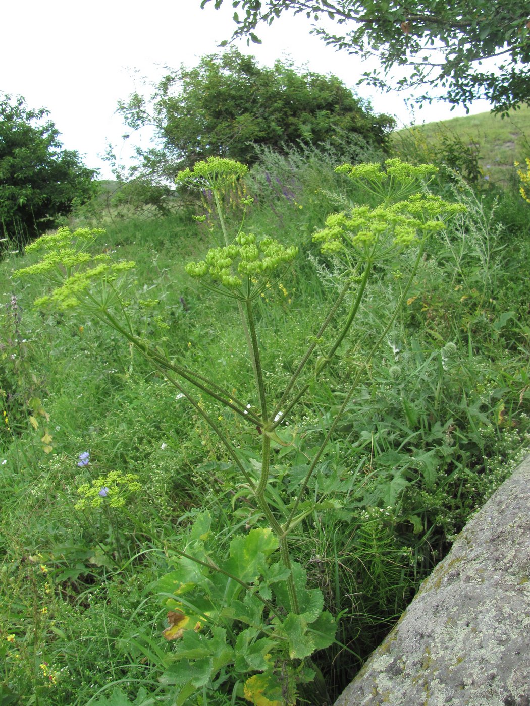 Изображение особи Heracleum sibiricum.