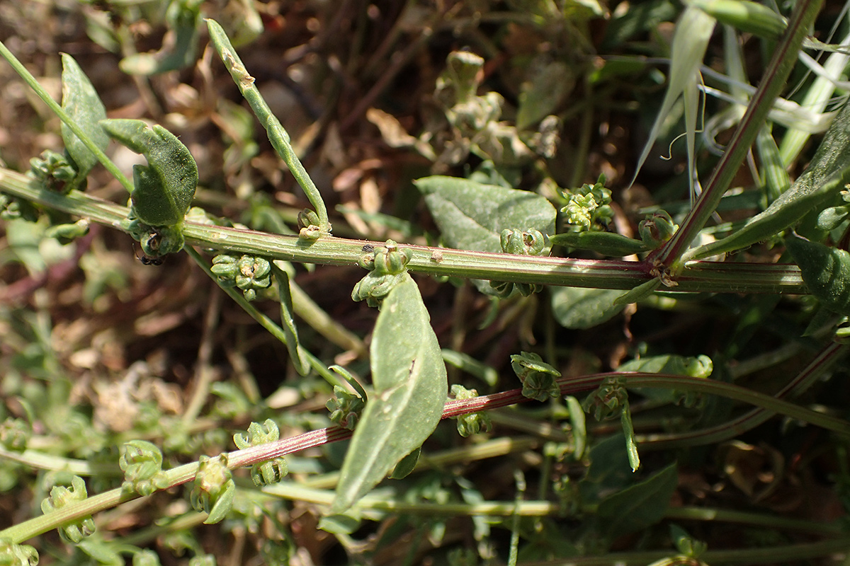 Image of Beta maritima specimen.