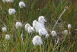 род Eriophorum. Плодоносящие растения. Республика Алтай, Кош-Агачский р-н, заболоченный берег правого притока р. Джумалы. 5 августа 2020 год.