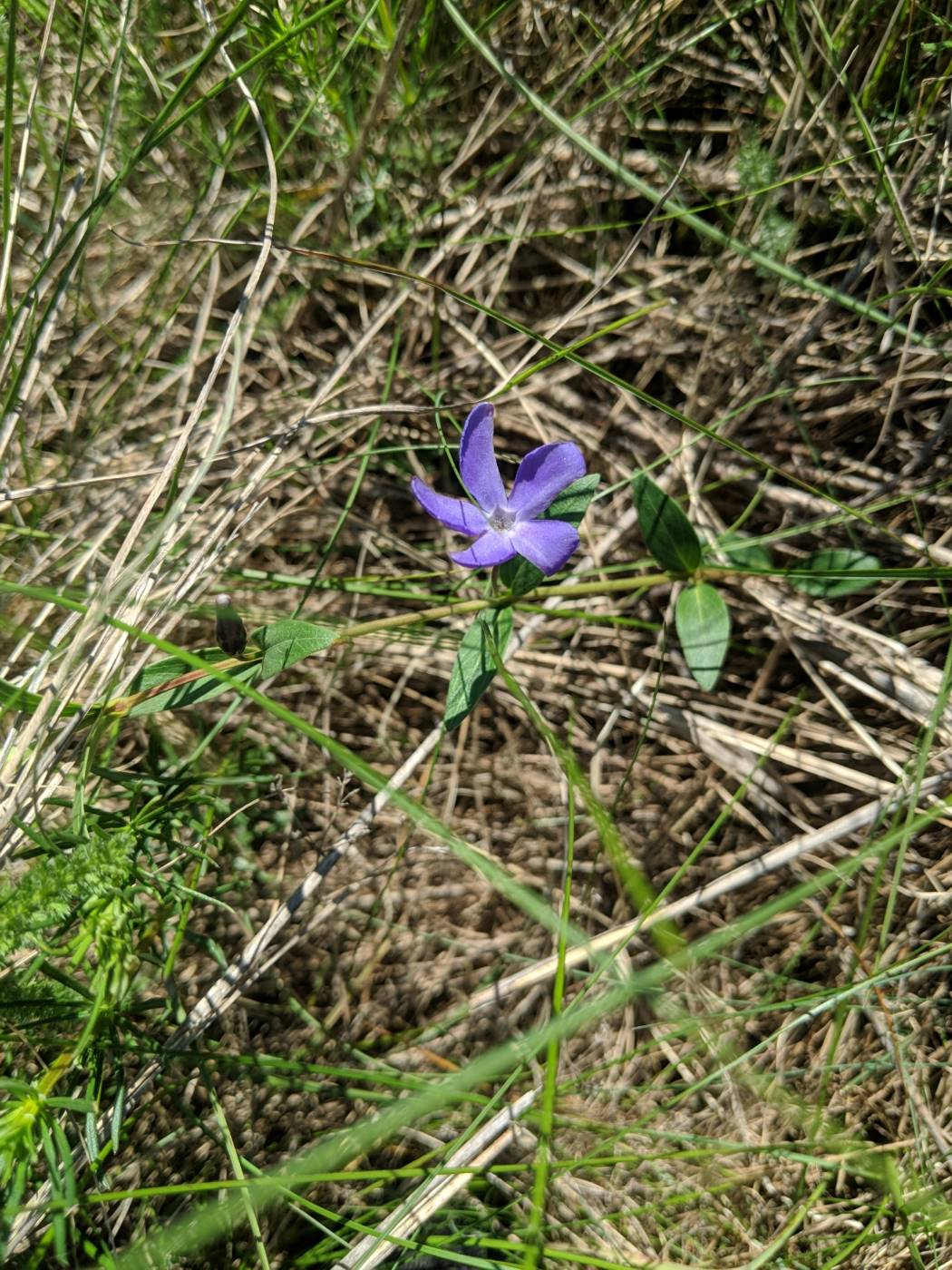 Image of Vinca herbacea specimen.