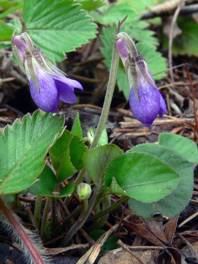 Image of Viola rupestris specimen.