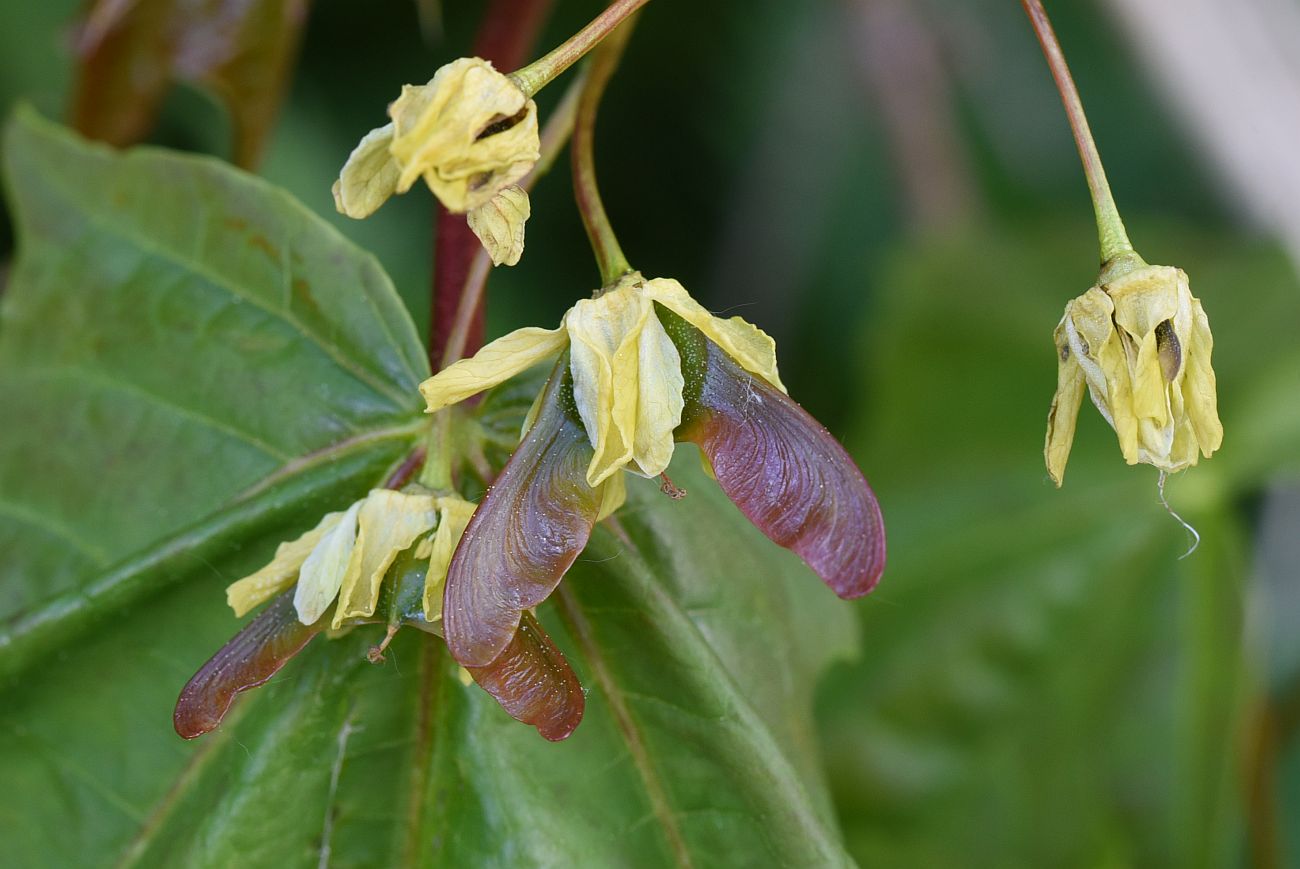 Image of Acer platanoides specimen.