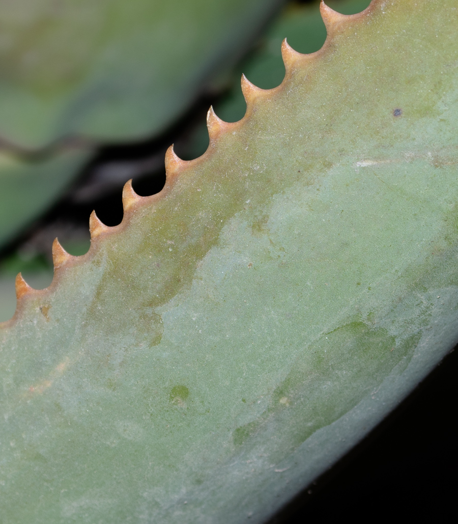 Image of Aloe lutescens specimen.