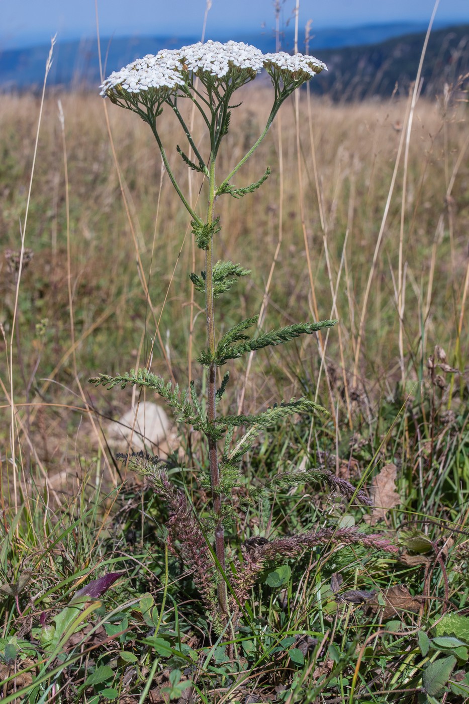 Изображение особи Achillea millefolium.