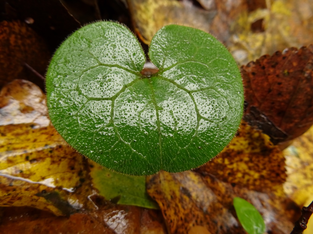 Изображение особи Asarum europaeum.