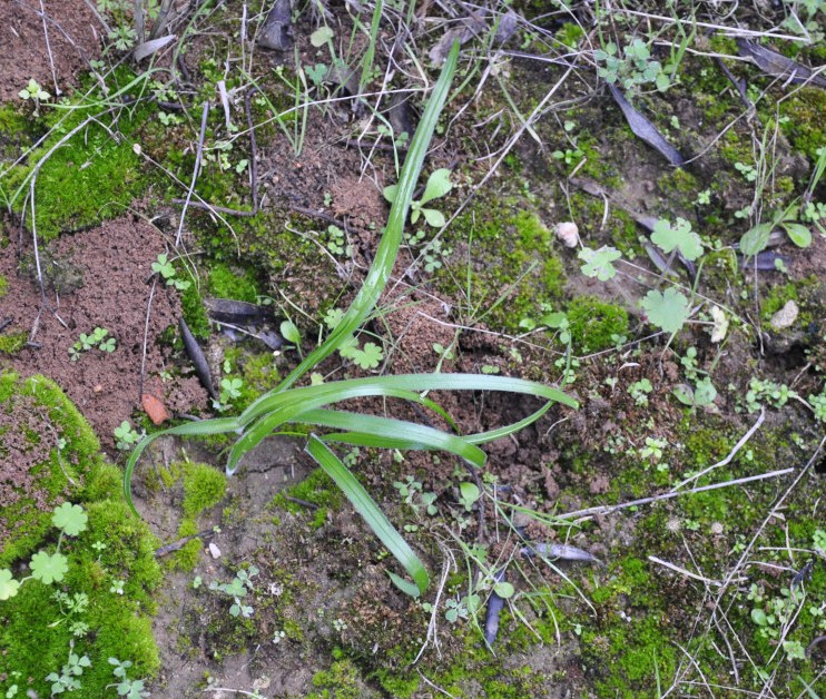 Image of Allium subhirsutum specimen.