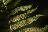 Dryopteris filix-mas