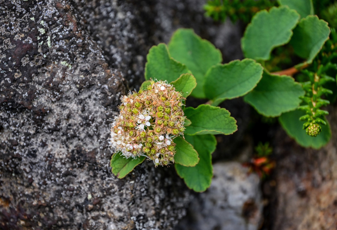 Image of Spiraea beauverdiana specimen.