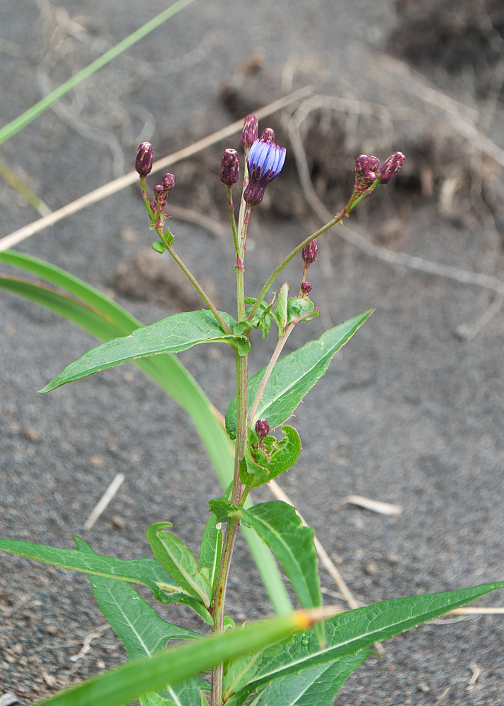 Изображение особи Lactuca sibirica.