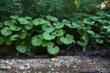 Petasites albus. Вегетирующие растения. Республика Адыгея, нижняя часть долины р. Аминовка, широколиственный лес, берег реки. 28 июля 2022 г.